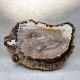 Bois Fossile - Tranche