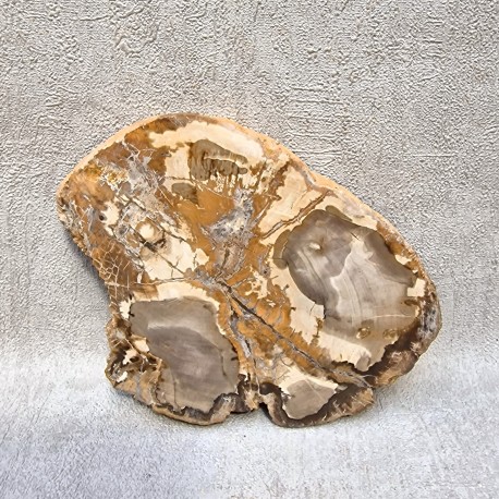 Bois Fossile - Tranche