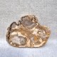 Bois Fossile - Tranche