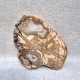 Bois Fossile - Tranche