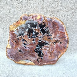 Bois Fossile - Tranche