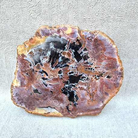 Bois Fossile - Tranche