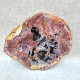 Bois Fossile - Tranche