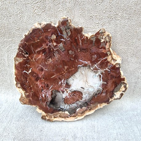 Bois Fossile - Tranche