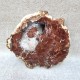 Bois Fossile - Tranche