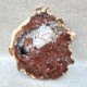 Bois Fossile - Tranche
