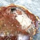 Bois Fossile - Tranche