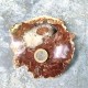 Bois Fossile - Tranche