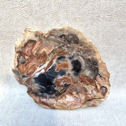 Bois Fossile - Tranche