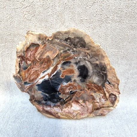 Bois Fossile - Tranche