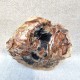 Bois Fossile - Tranche