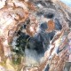 Bois Fossile - Tranche