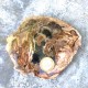 Bois Fossile - Tranche