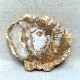 Bois Fossile - Tranche