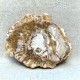 Bois Fossile - Tranche