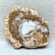Bois Fossile - Tranche
