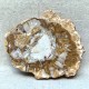 Bois Fossile - Tranche