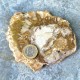 Bois Fossile - Tranche