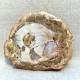 Bois Fossile - Tranche