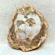 Bois Fossile - Tranche