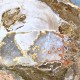 Bois Fossile - Tranche