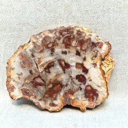 Bois Fossile - Tranche