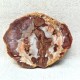 Bois Fossile - Tranche