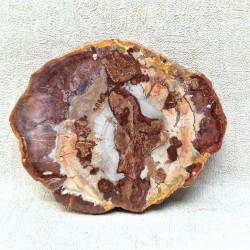 Bois Fossile - Tranche