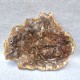 Bois Fossile - Tranche