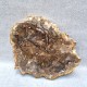 Bois Fossile - Tranche