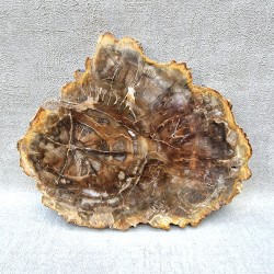 Bois Fossile - Tranche