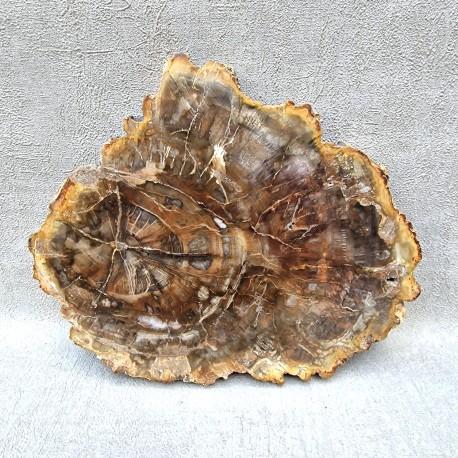 Bois Fossile - Tranche