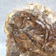Bois Fossile - Tranche