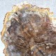 Bois Fossile - Tranche