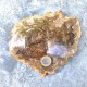 Bois Fossile - Tranche