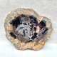 Bois Fossile - Tranche