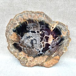 Bois Fossile - Tranche