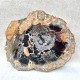 Bois Fossile - Tranche