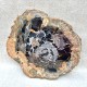 Bois Fossile - Tranche