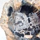 Bois Fossile - Tranche