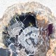 Bois Fossile - Tranche