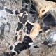 Bois Fossile - Tranche