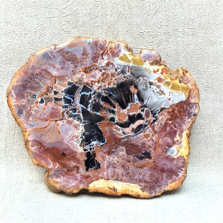 Bois Fossile - Tranche