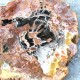 Bois Fossile - Tranche