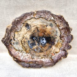 Bois Fossile - Tranche