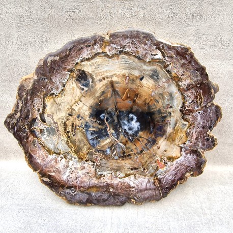 Bois Fossile - Tranche