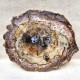 Bois Fossile - Tranche