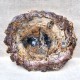 Bois Fossile - Tranche
