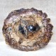 Bois Fossile - Tranche