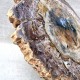 Bois Fossile - Tranche